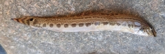 Cobitis elongatoides