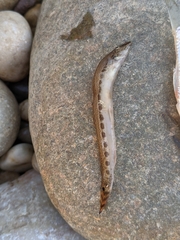 Cobitis elongatoides