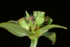 Osbeckia chinensis