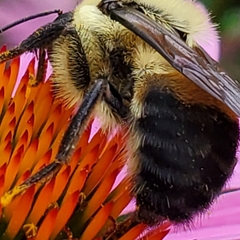 Bombus griseocollis