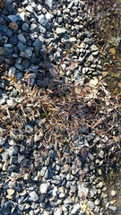 Hibbertia cunninghamii