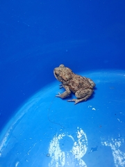 Bufo bufo