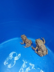 Bufo bufo