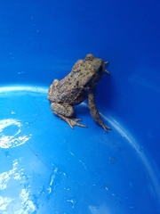 Bufo bufo