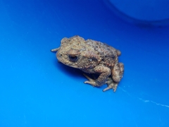 Bufo bufo