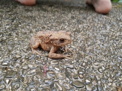 Bufo bufo