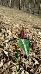 Trillium decipiens