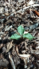 Trillium decipiens