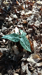 Trillium decipiens