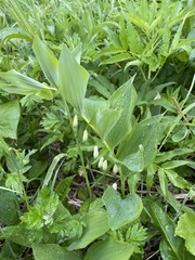 Polygonatum odoratum maximowiczii