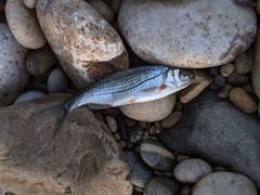 Alburnoides bipunctatus