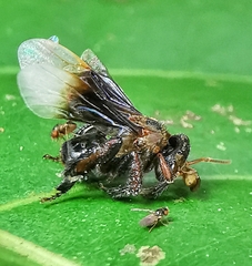 Homotrigona apicalis