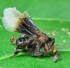 Homotrigona apicalis