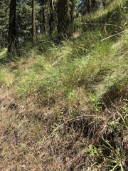 Chlorogalum angustifolium