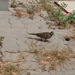 Geopelia striata
