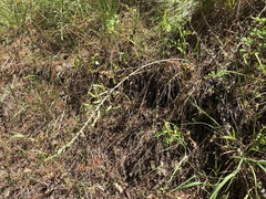 Chlorogalum angustifolium