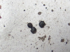 Sagina japonica