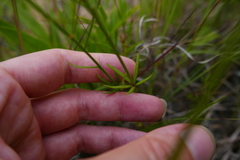 Polygala verticillata