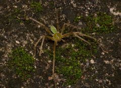 Gnathopalystes taiwanensis