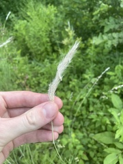 Bothriochloa laguroides