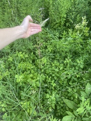 Bothriochloa laguroides