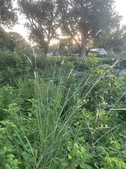 Bothriochloa laguroides