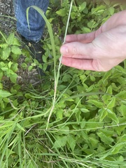 Bothriochloa laguroides