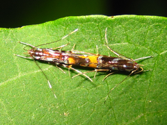 Cosmopterix argentitegulella