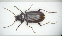 Nebria salina