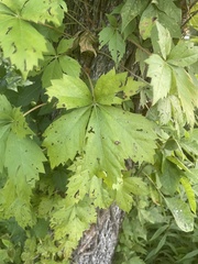 Parthenocissus quinquefolia