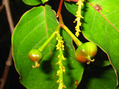 Neoshirakia japonica
