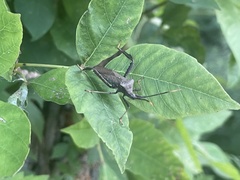 Acanthocephala terminalis