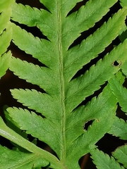 Pteris tremula