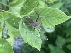 Acanthocephala terminalis
