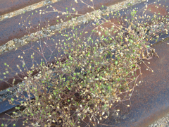 Sagina japonica