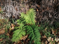 Pteris tremula