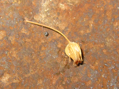 Sagina japonica