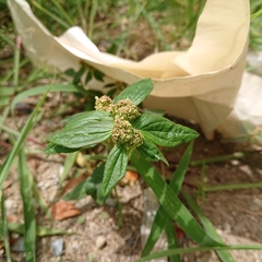 Euphorbia hirta