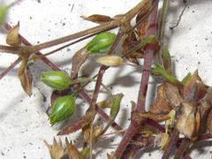 Sagina japonica
