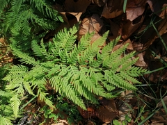 Pteris tremula