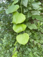 Cocculus carolinus