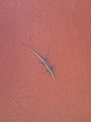 Cryptoblepharus australis