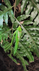 Stilpnochlora quadrata