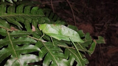 Stilpnochlora quadrata