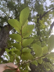 Ulmus crassifolia