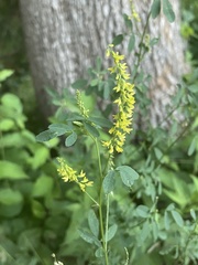 Melilotus officinalis