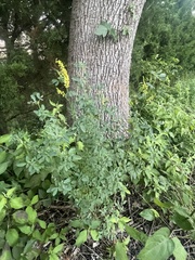 Melilotus officinalis