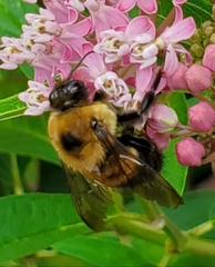 Bombus griseocollis