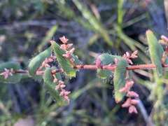 Leucopogon amplexicaulis