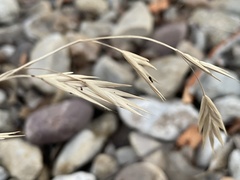 Bromus catharticus